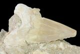 Otodus Shark Tooth Fossil in Rock - Eocene #139846-1